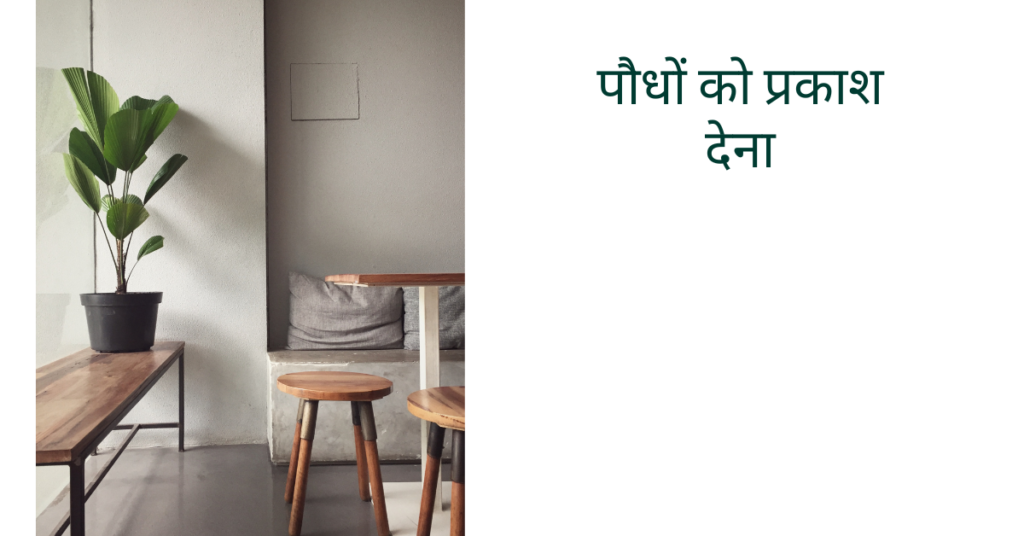 पौधों को बढ़ाने के लिए क्या करना चाहिए?