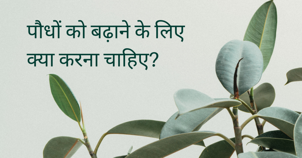 पौधों को बढ़ाने के लिए क्या करना चाहिए?