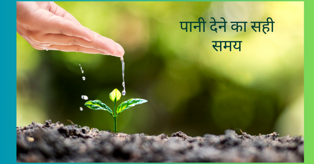 पौधों को बढ़ाने के लिए क्या करना चाहिए?