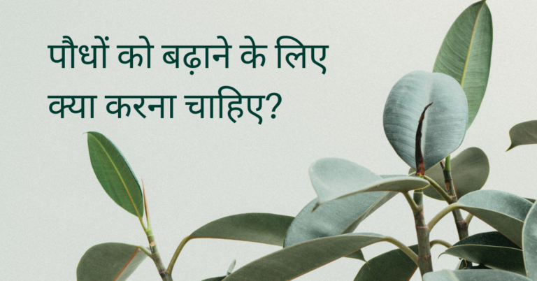 पौधों को बढ़ाने के लिए क्या करना चाहिए?