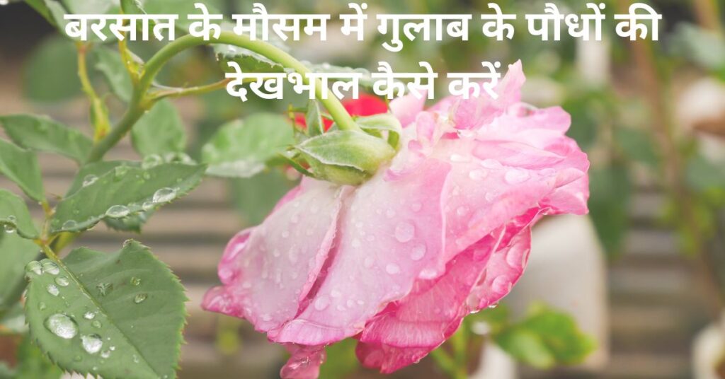 बरसात के मौसम में गुलाब के पौधों की देखभाल कैसे करें