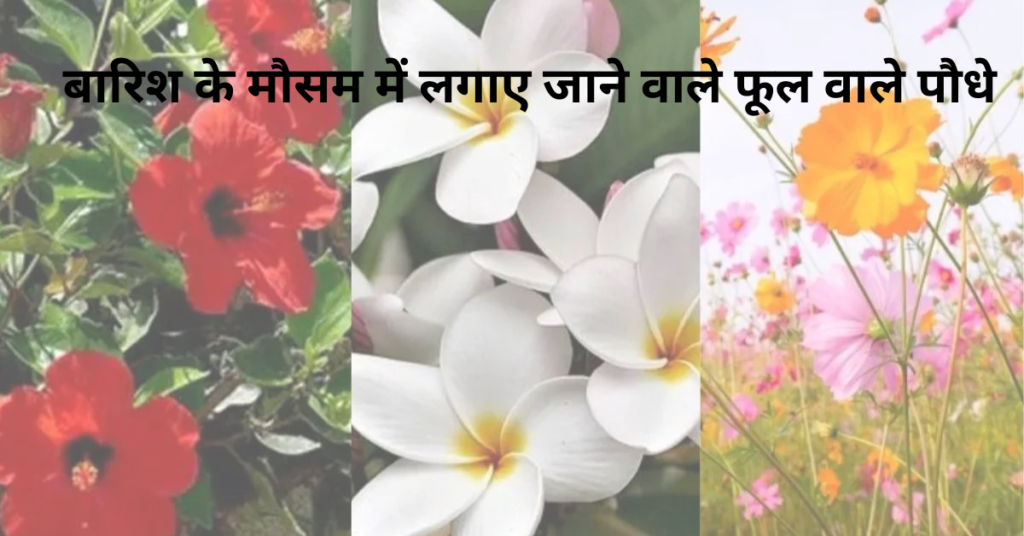 बारिश के मौसम में गार्डन में लगाए जाने वाले पौधे