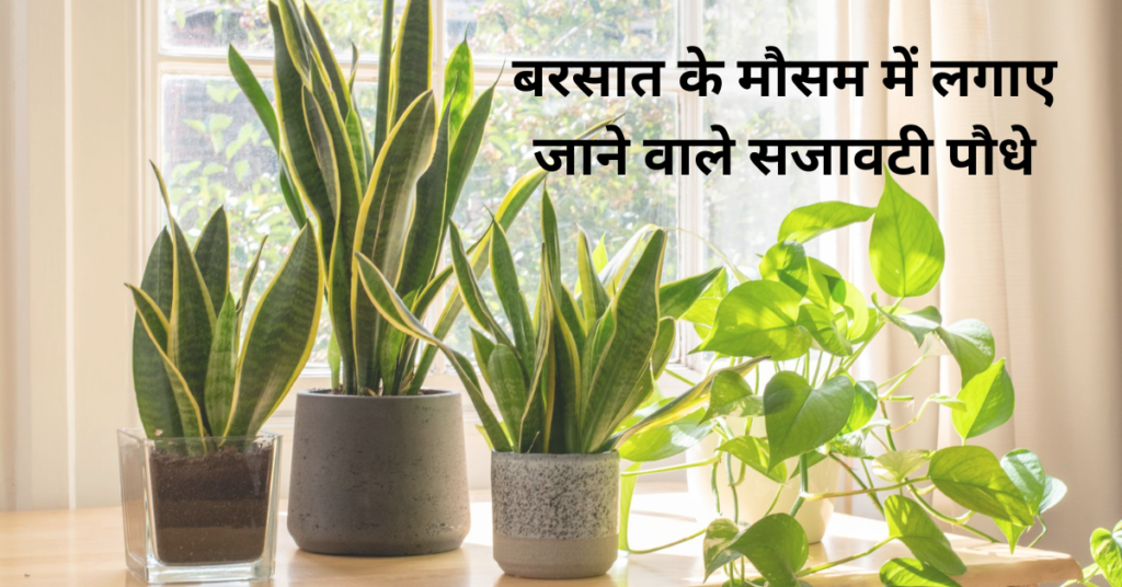 बारिश के मौसम में गार्डन में लगाए जाने वाले पौधे