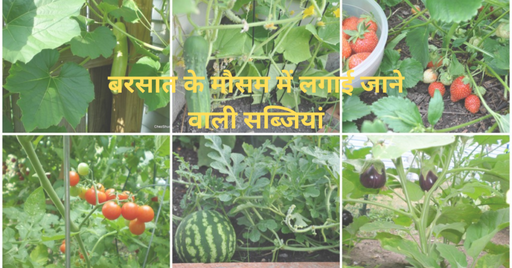 बारिश के मौसम में गार्डन में लगाए जाने वाले पौधे