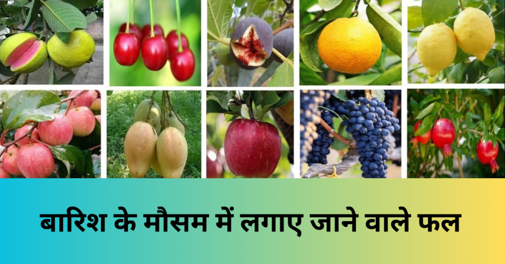 बारिश के मौसम में गार्डन में लगाए जाने वाले पौधे
