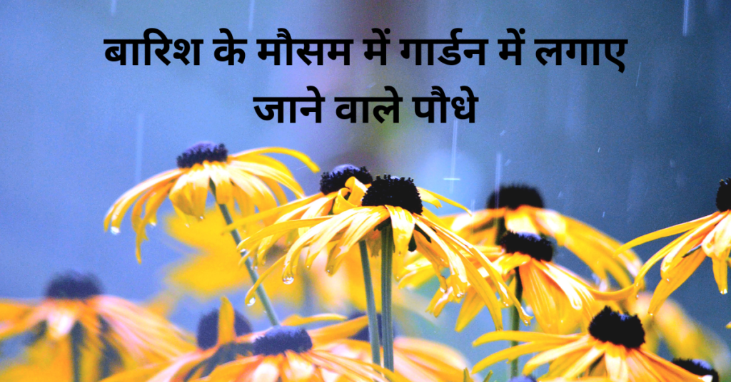 बारिश के मौसम में गार्डन में लगाए जाने वाले पौधे