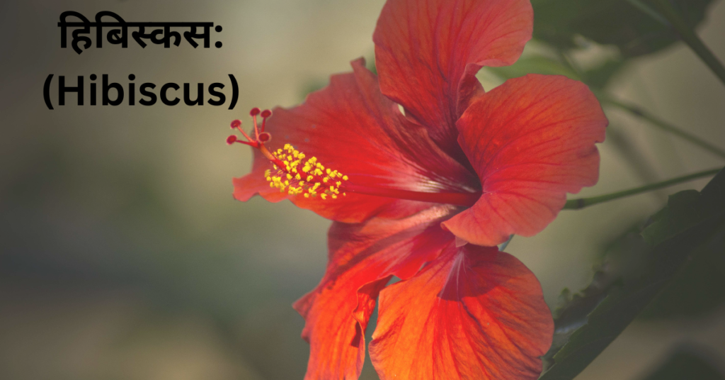 सालभर के मौसम में खिलने वाले फूल