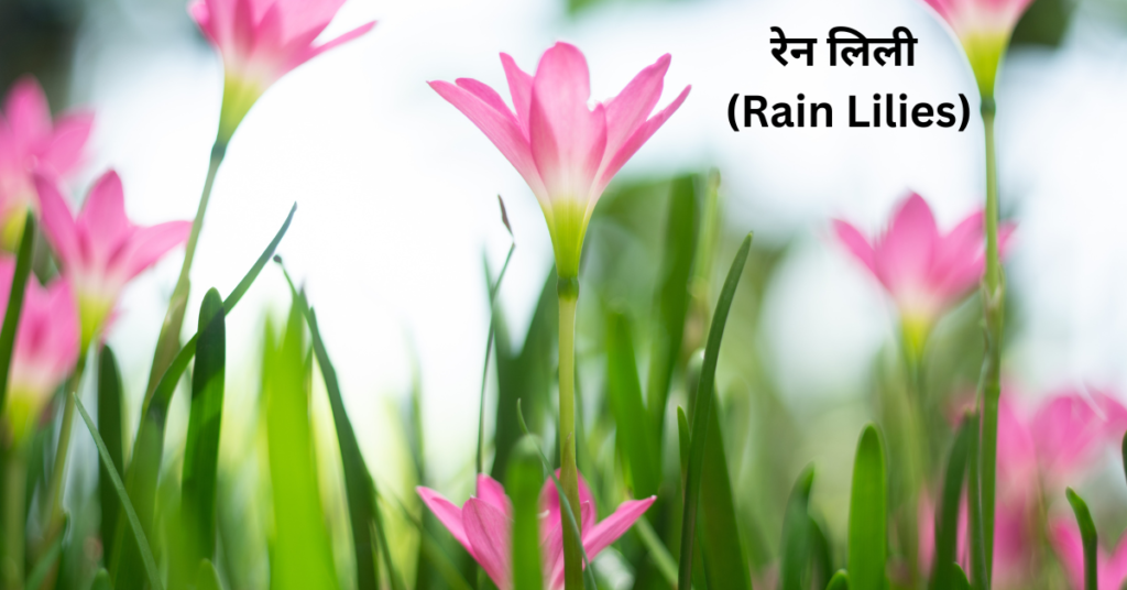 बरसात में खिलने वाले फूल