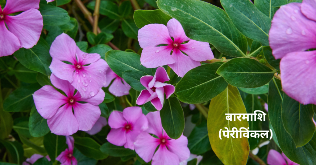 बरसात में खिलने वाले फूल