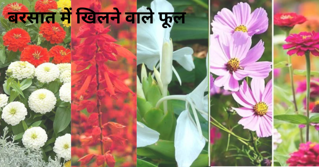 बरसात में खिलने वाले फूल