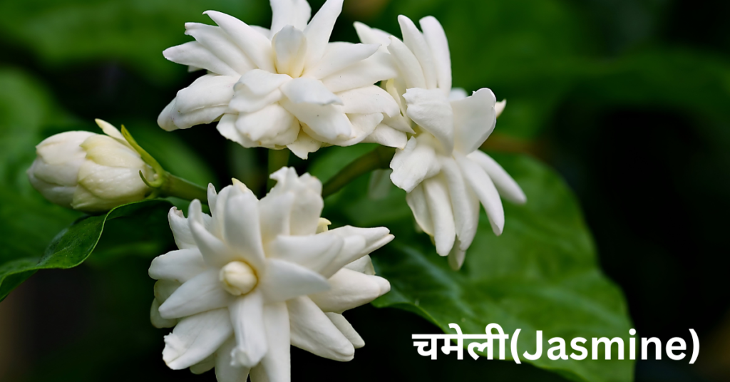 सालभर के मौसम में खिलने वाले फूल