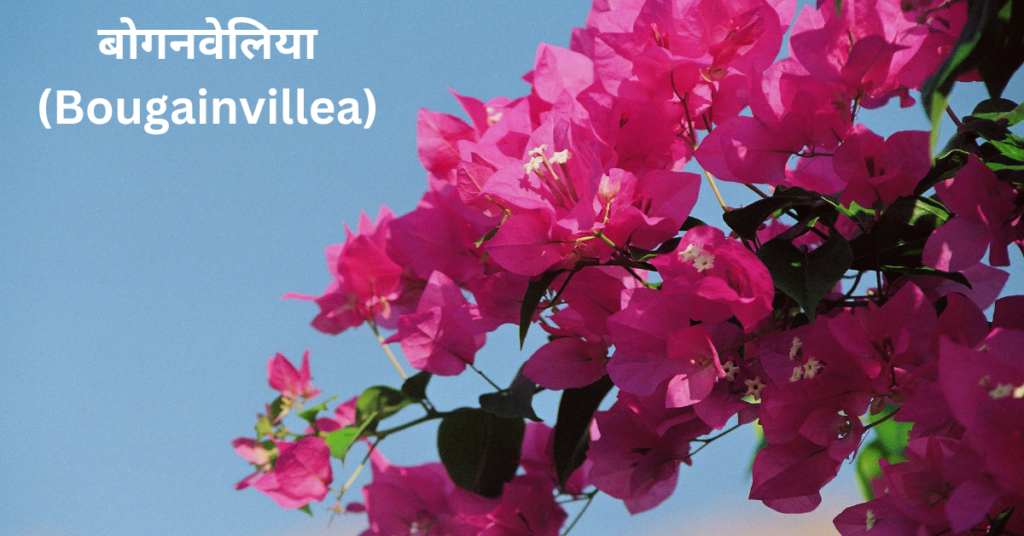 सालभर के मौसम में खिलने वाले फूल