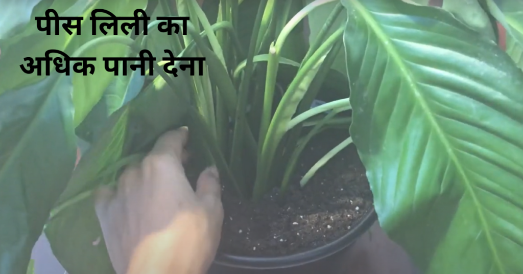 मेरी पीस लिली दोबारा रोपने के बाद क्यों मुरझा रही है?