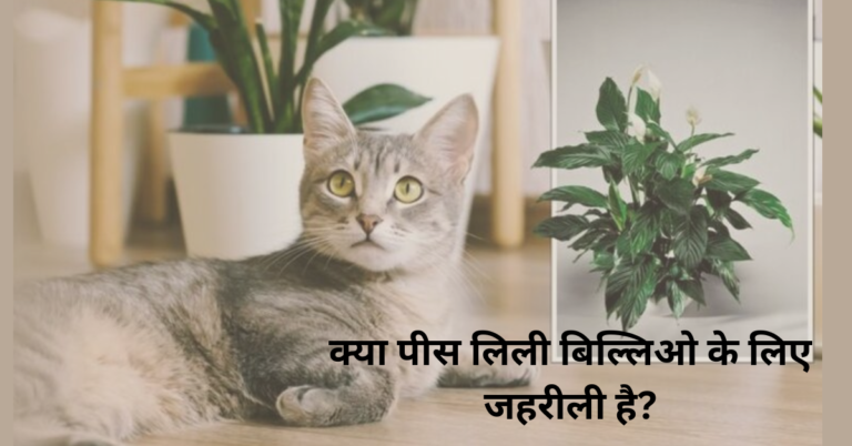 क्या पीस लिली बिल्लिओ के लिए जहरीली है?