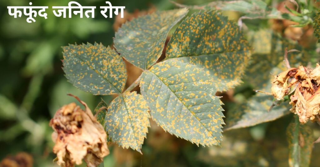 फफूंद जनित रोग