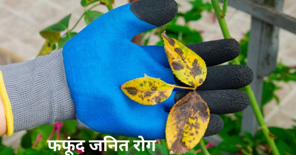 फफूंद जनित रोग