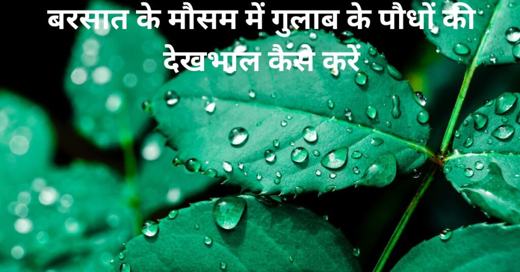 बरसात के मौसम में गुलाब के पौधों की देखभाल कैसे करें