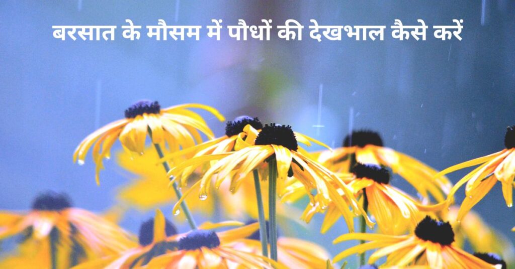 बरसात के मौसम में पौधों की देखभाल कैसे करें
