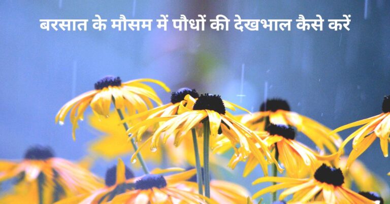 बरसात के मौसम में पौधों की देखभाल कैसे करें