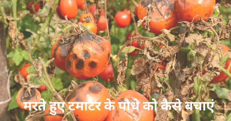 मरते हुए टमाटर के पौधे को कैसे बचाएं