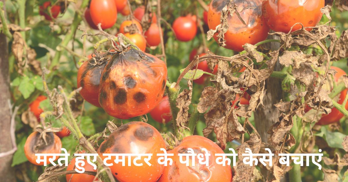 मरते हुए टमाटर के पौधे को कैसे बचाएं