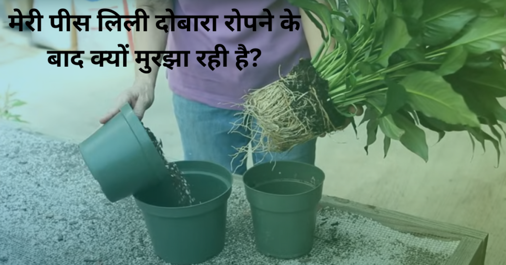 मेरी पीस लिली दोबारा रोपने के बाद क्यों मुरझा रही है?